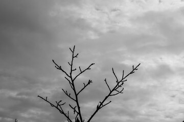 秋の曇り空と葉の無い枝モノクローム01