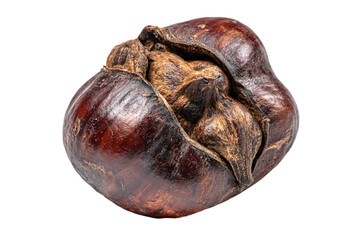 a rotten chestnut on a white background