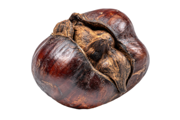 a rotten chestnut on a white background