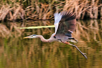 Blue heron stopped in mid air with fast shutter speed.