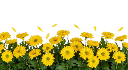Cheerful Yellow Daisies with Floating Petals and Green Foliage