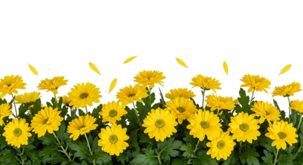 Cheerful Yellow Daisies with Floating Petals and Green Foliage