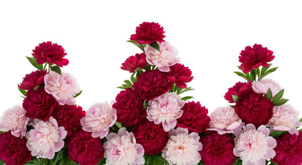 Lush Peony Blooms in Pink and Red with Green Foliage