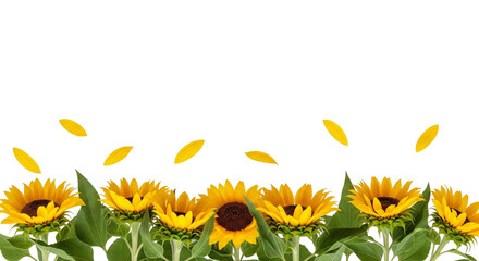 Bright Sunflowers in Full Bloom with Falling Petals