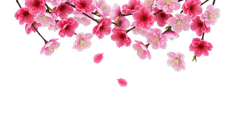 Delicate Cherry Blossoms in Full Bloom with Falling Petals