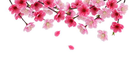 Delicate Cherry Blossoms in Full Bloom with Falling Petals