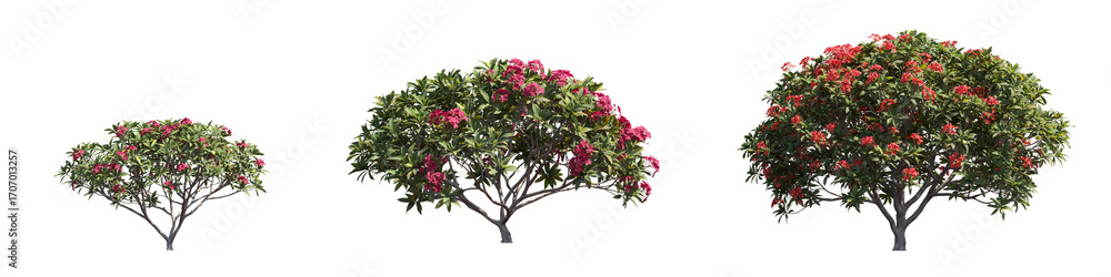 Poster plumeria trees collection on transparent backgrounds. high quality 3d rendering. png format