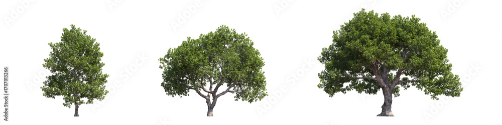 Poster realistic greenery big trees collection on transparent backgrounds. high quality 3d rendering. png f