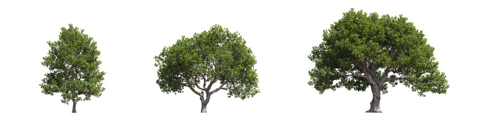 Realistic greenery big trees collection on transparent backgrounds. high quality 3d rendering. png format	
