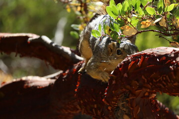fox squirrel peeking behind the branch 