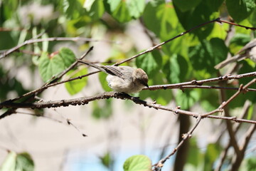Obraz premium American bushtit standing on a branch 