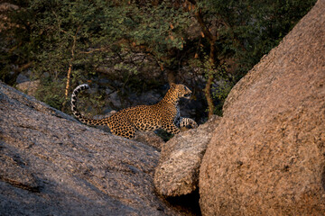 a female sub adult leopard walking along the rocky terrain at Jawai rajasthan in golden hour of the day