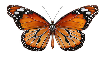 Fototapeta premium Beautiful butterfly isolated on white background