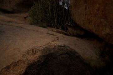 a female sub adult leopard walking along the rocky terrain at Jawai rajasthan in golden hour of the day © tarun