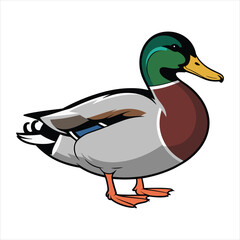 A detailed illustration of a male mallard duck standing proudly on white background