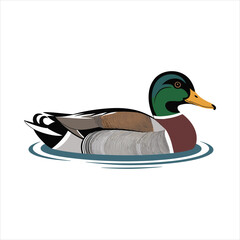 Illustration of a male mallard duck floating on water with detailed feathers