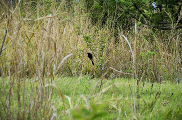In the middle of the forest, Black-billed Anu birds (Crotophaga ani)
