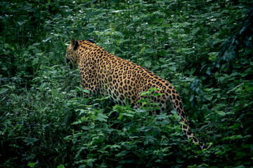 a beautiful female leopard moving through the green shrubs in Jhalana Leopard Reserve India