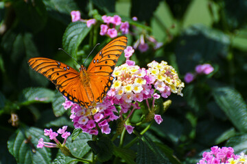 Gulf Fritillary Butterfly