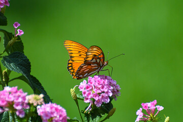 Gul Fertilllary Butterfly Feeding