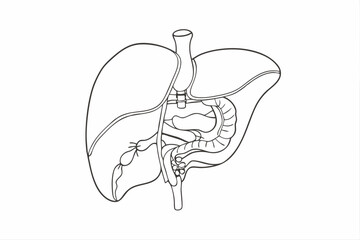 Human Liver and Digestive System Line Art Illustration