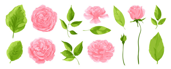 Set of Pink Roses and Green Leaves in a High Quality Vector Floral Elements Collection