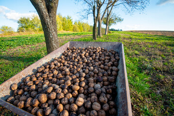 Organic Walnuts Harvest on a Farm