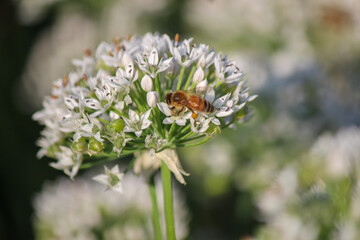 bee on allium