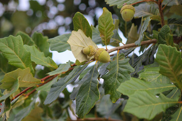 acorns on white oak © Iris