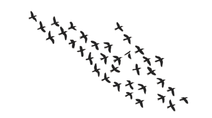 Flock of black birds flying in formation, transparent background, png.

