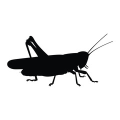 Silhouette of a grasshopper in profile on a white background