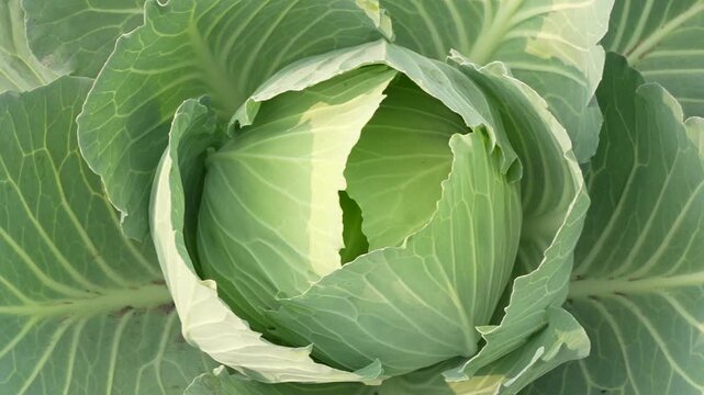 head of cabbage