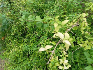 green plants in a garden