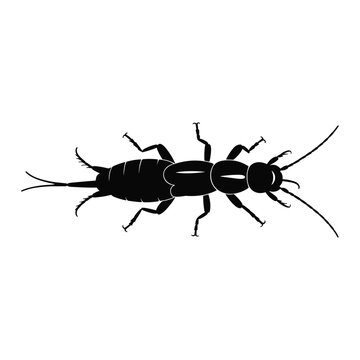 Detailed illustration of a black earwig insect with prominent cerci and antennae