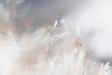 A single white feather on cold winter snow