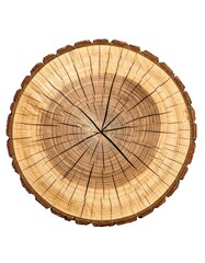Detailed tree trunk slice