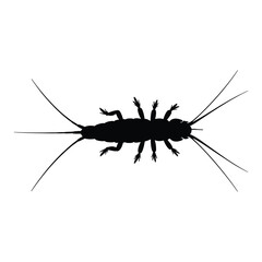 Black silhouette of a silverfish insect with long antennae and cerci