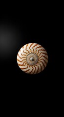 A detailed, high-angle view of a nautilus shell, showcasing intricate spiral patterns and contrasting colors against a dark background.