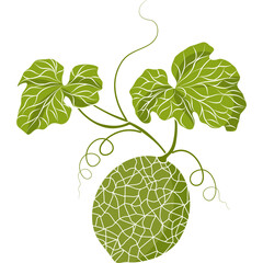 Vector illustration of cantaloupe melon plant showing vine, leaves, and whole fruit with textured rind. Great for agriculture and healthy food themes.