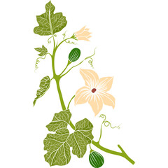 Cantaloupe melon vine with leaves and flower illustration