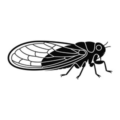 Black and white illustration of a cicada insect with detailed wings and body