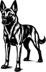 Belgian Malinois Guard dog stance with sharp ears