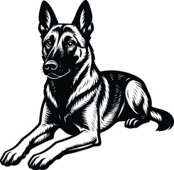 Belgian Malinois Guard dog lying down black and white detailed linework