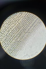 Microscopic image of Elodea leaf cells showing organized rectangular structure and visible chloroplasts at 400x magnification.