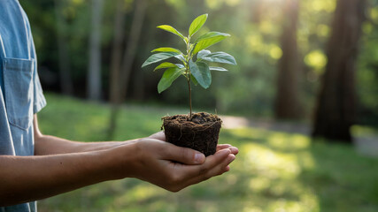 Holding a young tree sapling in hands promotes growth and environmental awareness