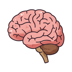 Cartoon illustration of a human brain, detailed and pink.
