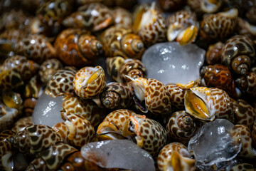 Shells at fish market, Indonesia