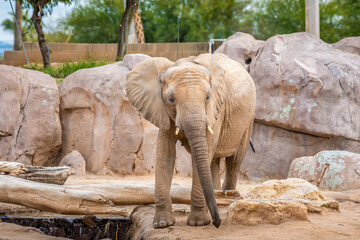 A large African Elephant in Tucson, Arizona