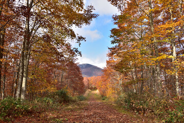 Fototapeta premium The beautiful view autumn foliage in Japan