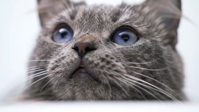 Close-up of an adorable, light grey cat with vivid sapphire eyes, cautiously peeking over a bright white ledge, its gaze fixed intently on something above, with ample negative space in a minimalist wh